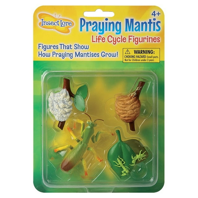 Insect Lore™ Praying Mantis Life Cycle Stages