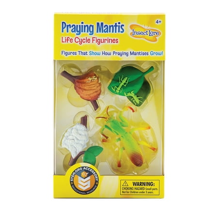 Praying Mantis Life Cycle Stages- 4 Piece Set