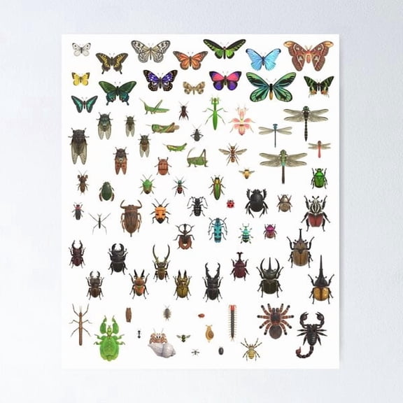 Insect Taxonomy Educational Chart Poster, Poster Home Decor, Poster Only