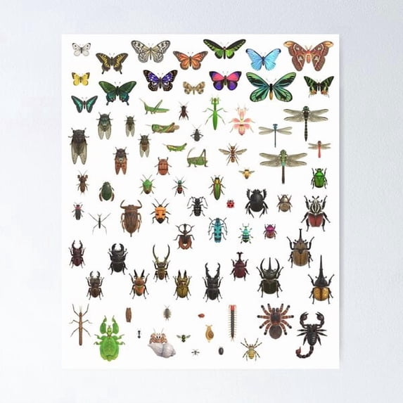 Insect Taxonomy Collection Insect Taxonomy Educational Chart Poster, Poster Home Decor, Poster ...