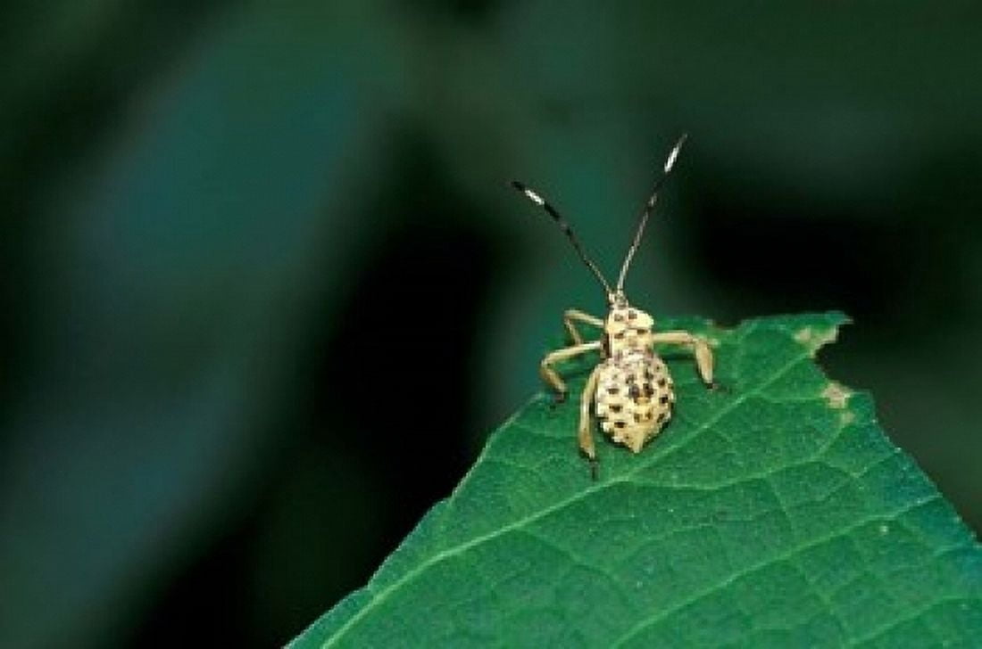 Insect on Green Leaf Gombe National Park Tanzania Canvas Art - Kristin Mosher DanitaDelimont (24 x 15)