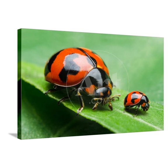 Insects, Animals Stretched Canvas Wall Art by common human  Sold by ArtCom