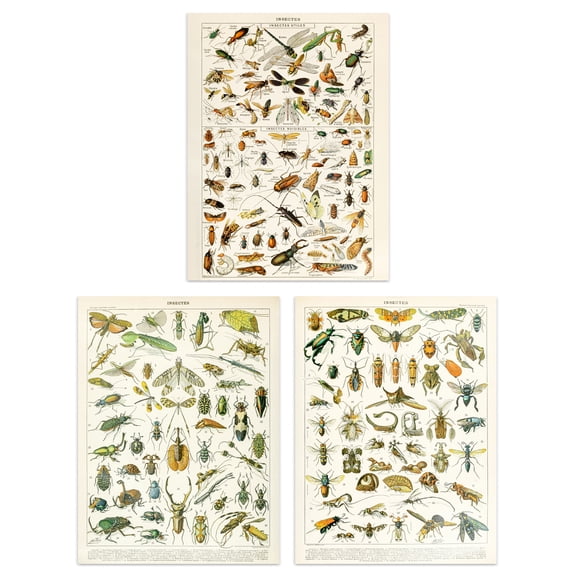 Insects Bugs And Beetles Retro Vintage Millot Set Of 3 Unframed Wall Art Prints Study Office Aesthetic Illustrations 12X16 Inch