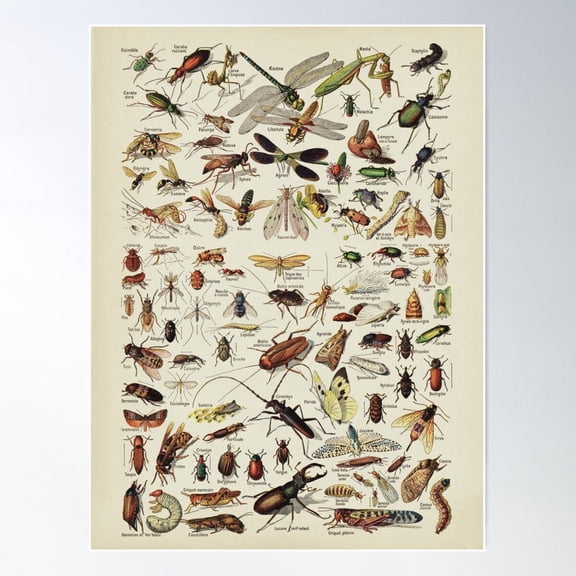 Insects Chart. Scientific Illustration, Text In French Poster Wall Art, Modern Wall Decor For Living Room Bedroom, 24x36 UNFRAMED