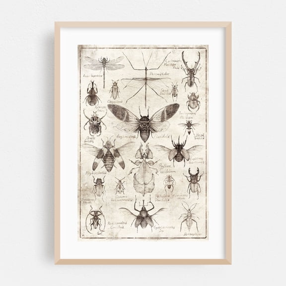 Insects - Drawing Vintage Botanical Nature Retro Oak Framed Wall Art Print 24 x 36 inches