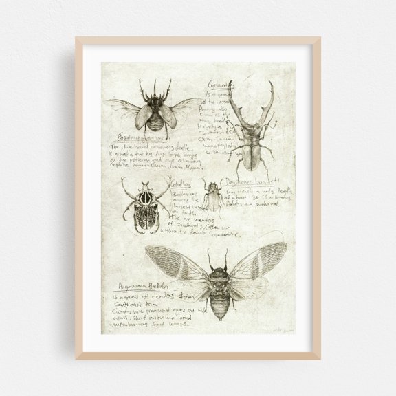 Insects - Drawing Vintage Nature Botanical Retro Oak Framed Wall Art Print 30 x 40 inches