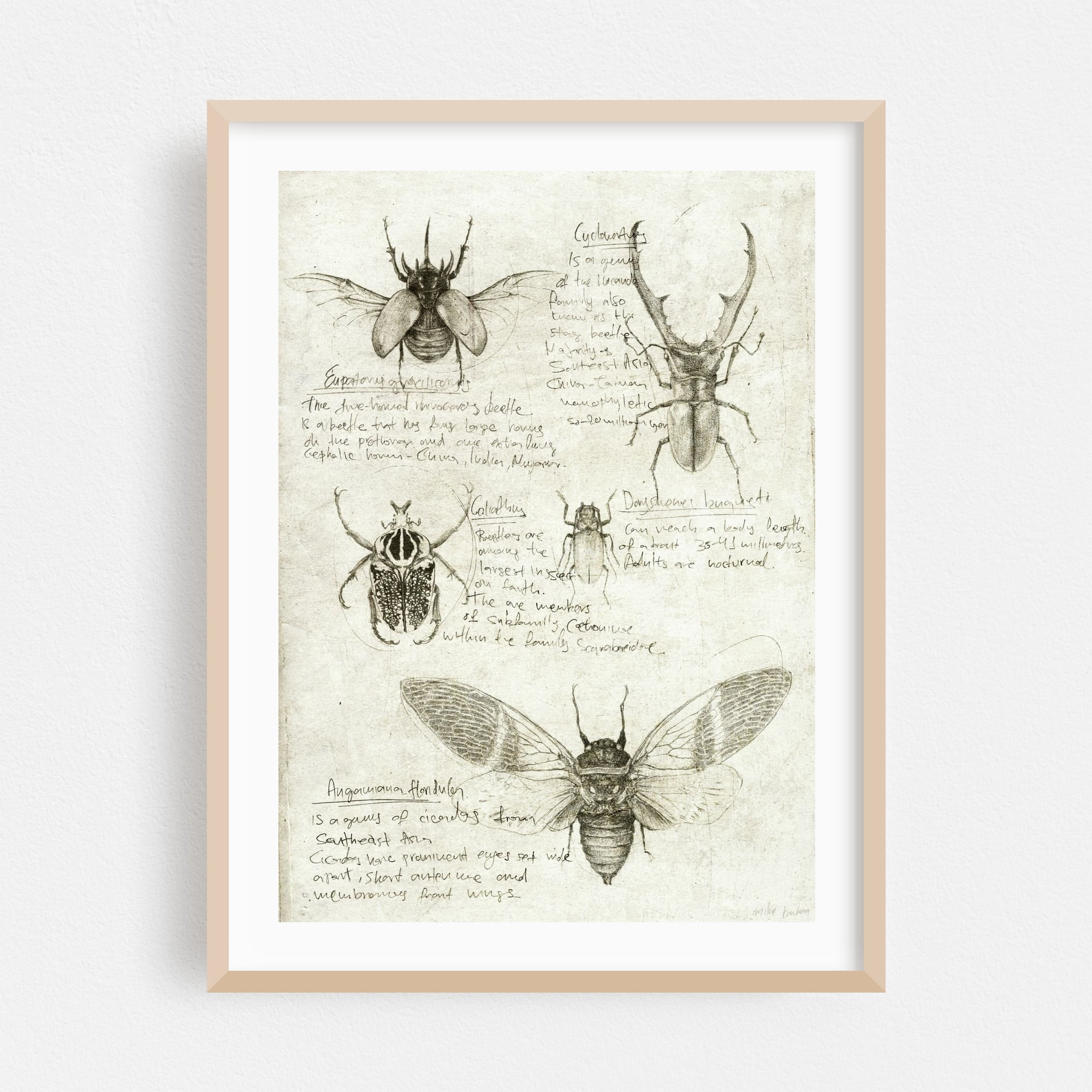 Insects - Drawing Vintage Nature Botanical Retro Oak Framed Wall Art ...