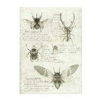 Insects - Drawing Vintage Nature Botanical Retro Unframed Wall Art Print 5 x 7 inches