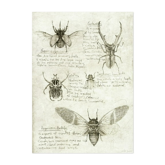 Insects - Drawing Vintage Nature Botanical Retro Unframed Wall Art Print 5 x 7 inches