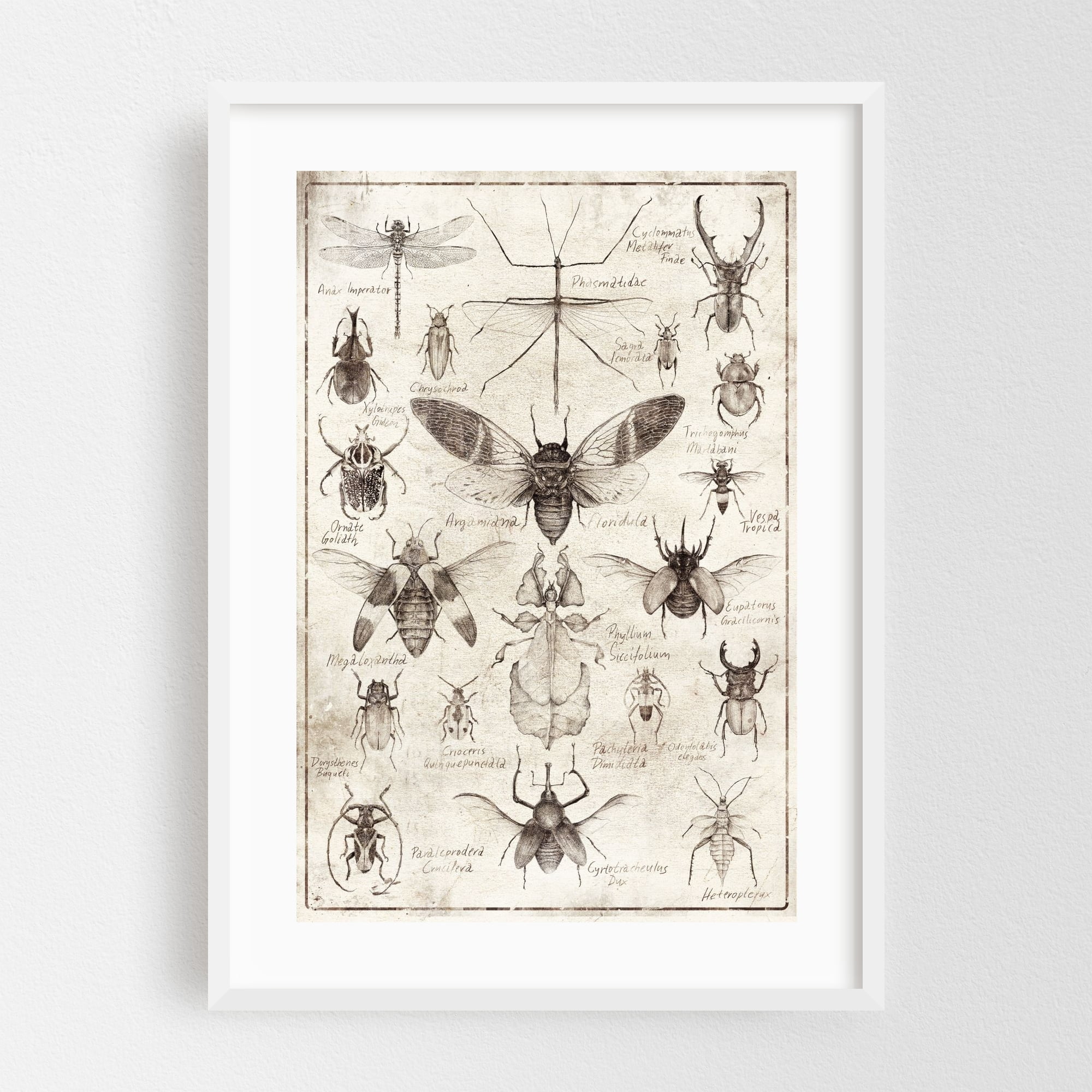 Insects - Drawing Vintage Botanical Nature Retro White Framed Wall Art ...