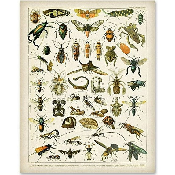 Insects Entomology Illustration by Adolphe Millot - 11x14 Unframed Art Print