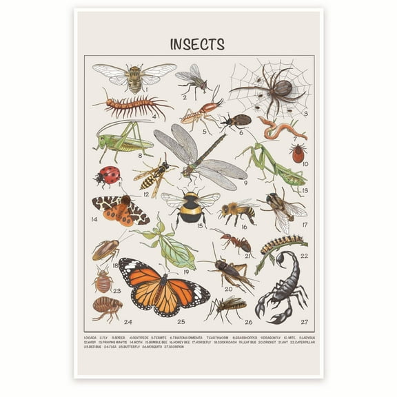 Insects Poster - Insect Identification Wall Art Poster