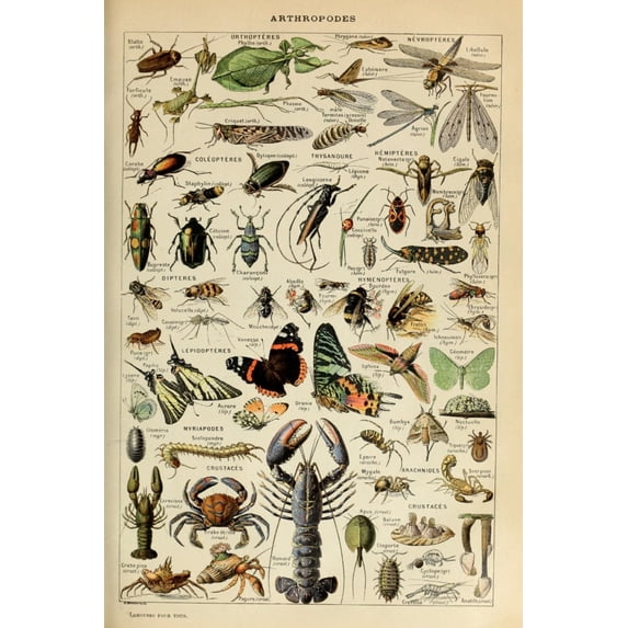 Insects, Vintage Bookplate, Adolphe Millot Artwork (36x54 Giclee Gallery Art Print, Vivid Textured Wall Decor)