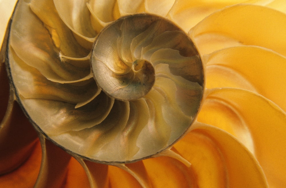 Inside Of Nautilus Shell Canvas Art - Bilderbuch Design Pics (36 x 22)