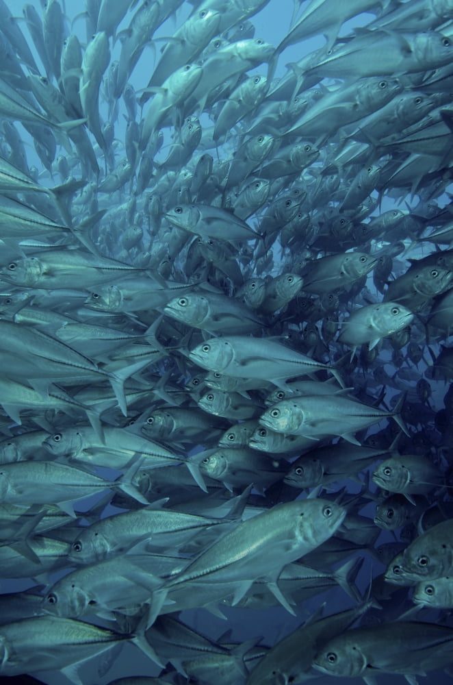 Inside of a school of jack fish Cabo Pulmo Mexico Canvas Art - Brent BarnesStocktrek Images (23 x 34)