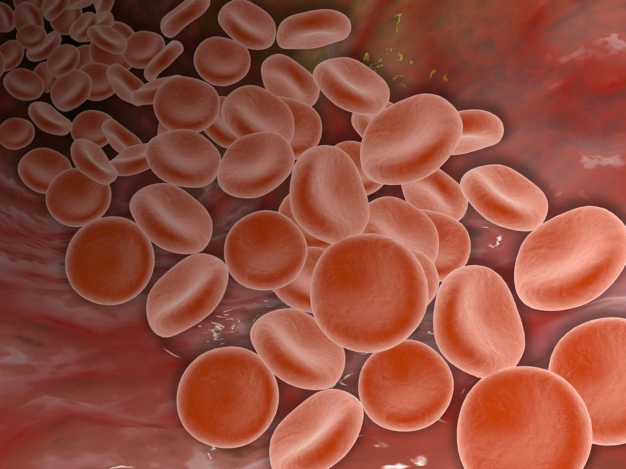 Inside view of the artery with red blood cells Canvas Art - Stocktrek Images (17 x 13)