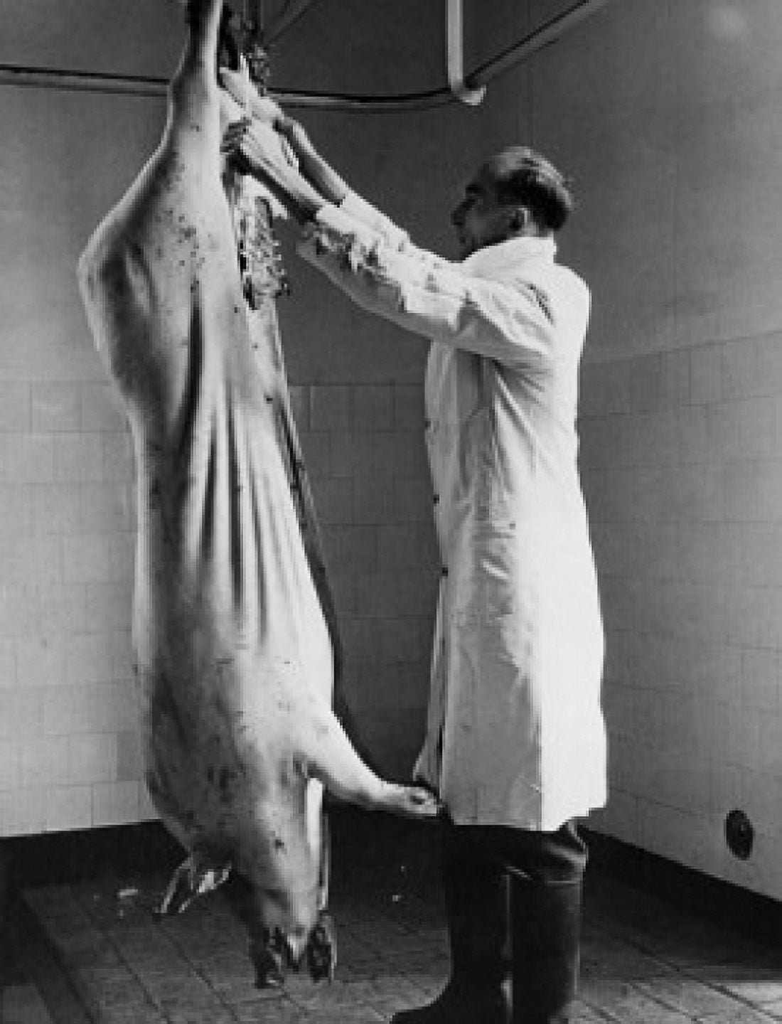 Inspector inspecting a dead pig, Cookstown, Northern Ireland Poster