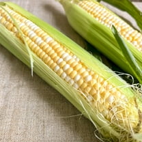 Inspiration Hybrid Sweet Corn 18g ~115 Seeds – Non-GMO – High Yield – Fast-Growing – Tender, Flavorful Ears – Ideal for Gardens & Farms