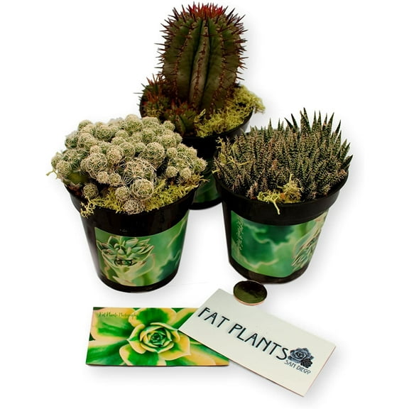 Instant Cactus Collection - 3 Plants - 2 inch Pots - Excellent for Fairy Gardens