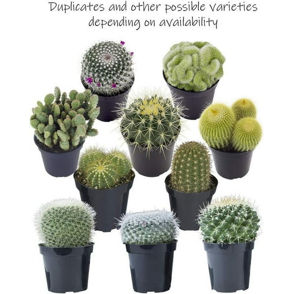 Instant Cactus Collection 5 Live Cacti Plants in 3 inch Pots Growers Choice - Hand-Picked for Beauty Perfect Plant Assortment for Indoors or Outdoors