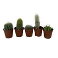 thumbnail image 1 of Instant Cactus Collection - 5 Plants - 2" Pots - Excellent for Fairy Gardens, 1 of 1