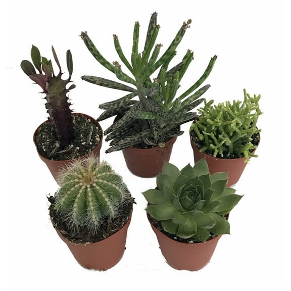 Instant Cactus/Succulent Collection - 5 Plants -Terrarium/Fairy Garden- 2" pots