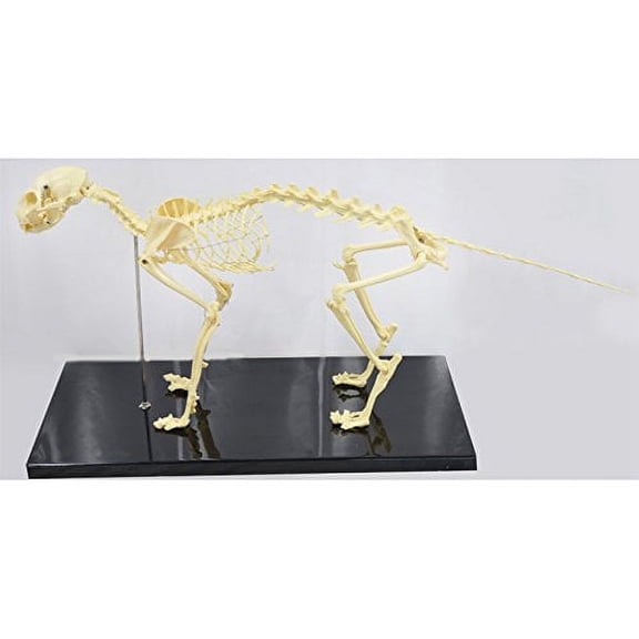 Intbuying Education Model Cat Feline Skeleton Anatomical Model STANDARD SIZE Teach Dispaly