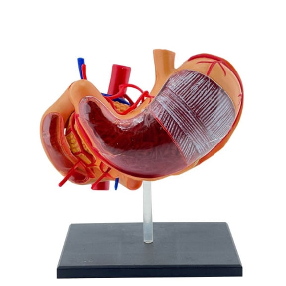 Interactive 4D Stomach Anatomy Model Professionals PVC 4D Stomach Anatomy Science Model for Medicals Students Healthcare