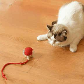 Interactive Smart Cat Toy Ball with Tail Fast Rolling, Indestructible, Carpet-Friendly, USB Rechargeable Pet Toy