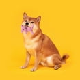 thumbnail image 1 of Interactive Cotton Rope Dog Toy Cute Rabbit Bear Giraffe Octopus Shape Dog Chew Toy Bite-resistant Pet Squeaky Toy-Bear, 1 of 7