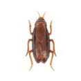 thumbnail image 1 of Interactive Electronic Cockroach Toy for Dogs & Cats - Fun Intelligence Activity & Training Pet Supplies, 1 of 6