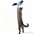 thumbnail image 1 of Interactive Hanging Bird Cat Teaser with Realistic Bird Sound & Feathers, Adjustable Retractable Rope, Boredom Relief Exercise Toy for Indoor Cats & Kittens, Blue, 1 of 7