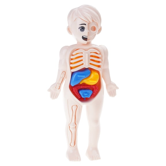 Interactive Human Body Anatomy Model Toy For Preschool Learning with Detachable Organs Puzzle Kids Educational Toy