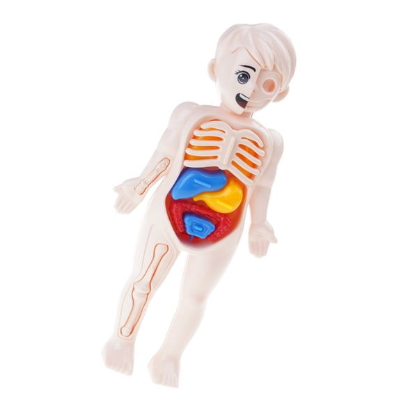 Interactive Human Body Anatomy Model with Detachable Organs STEM Educational Toy for Preschool