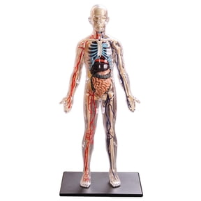 Interactive Human Body Fully Figure Human Body Model for Removable Muscles, Organs and Bones Toy - Ages 8+