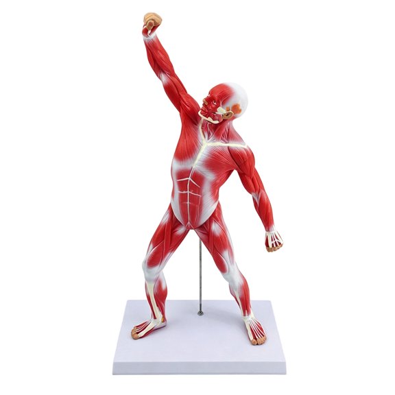 Interactive Medicals Teaching Model Shows Human Skeletal Muscles Perfect For Schools Hospitals And Health Education