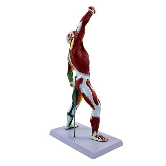 Interactive Medicals Teaching Model Shows Human Skeletal Muscles Perfect For Schools Hospitals And Health Education