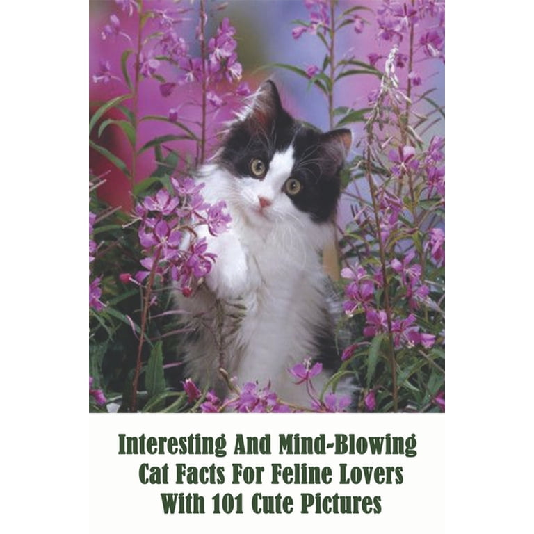 Interesting Looking Cat