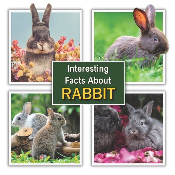 Interesting Facts about Rabbit: Rabbit Educational Wildlife Picture ...