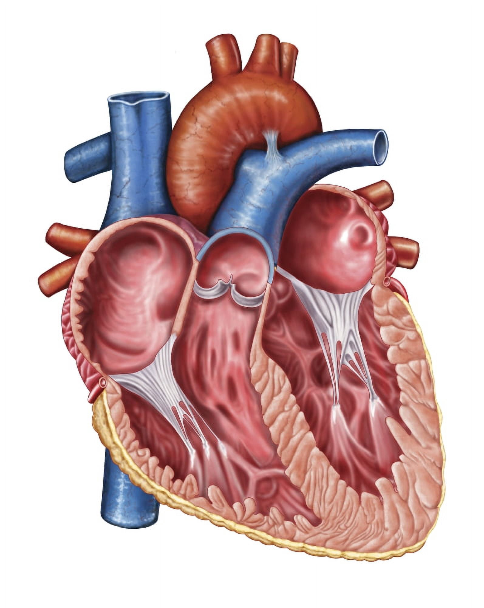 Interior of human heart Canvas Art - Stocktrek Images (25 x 32)