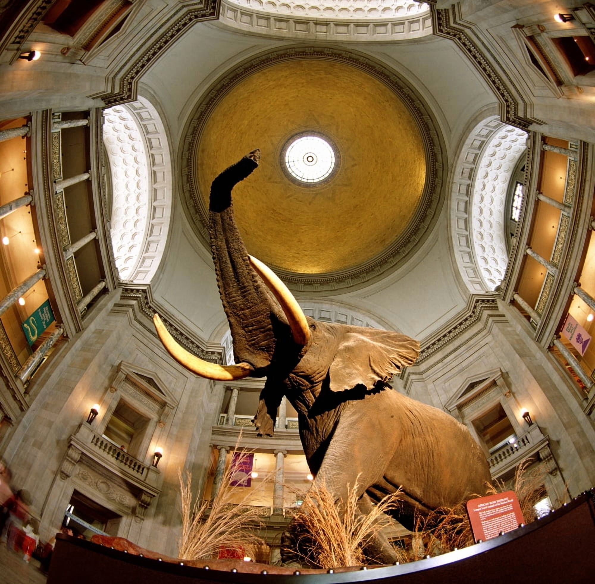 Interiors of a museum National Museum of Natural History The Mall Washington DC USA Canvas Art - Panoramic Images (24 x 24)