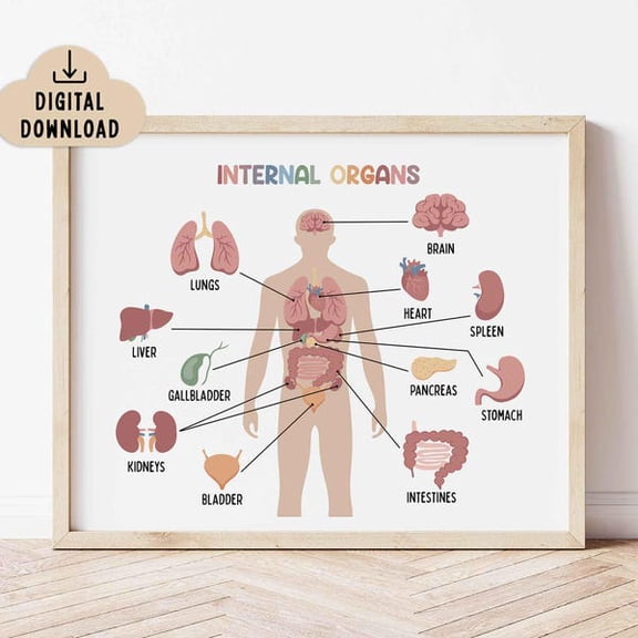 Internal Organs Educational Printable Poster Classroom Decor, Unframed Paper Poster 16x20in