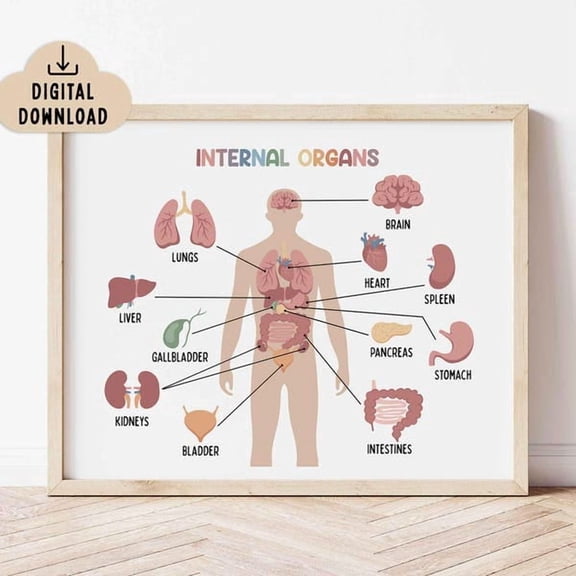 Internal Organs Educational Wall Art Print