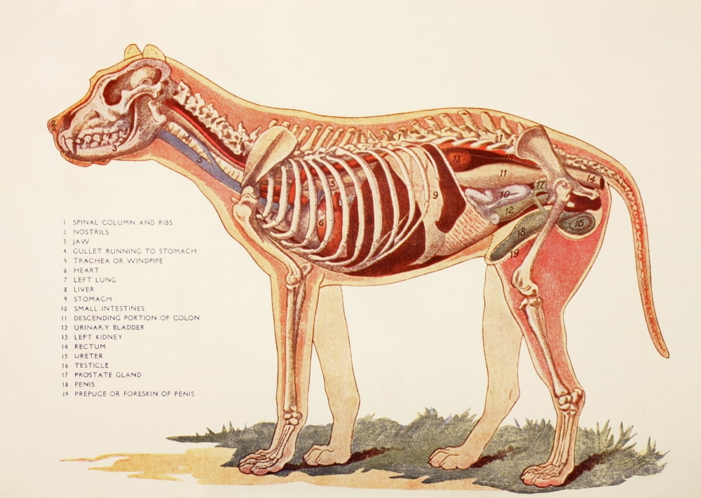 Internal Organs Of A Male Dog From Virtues Household Physician Published London 1924 Canvas Art - Ken Welsh Design Pics (17 x 12)