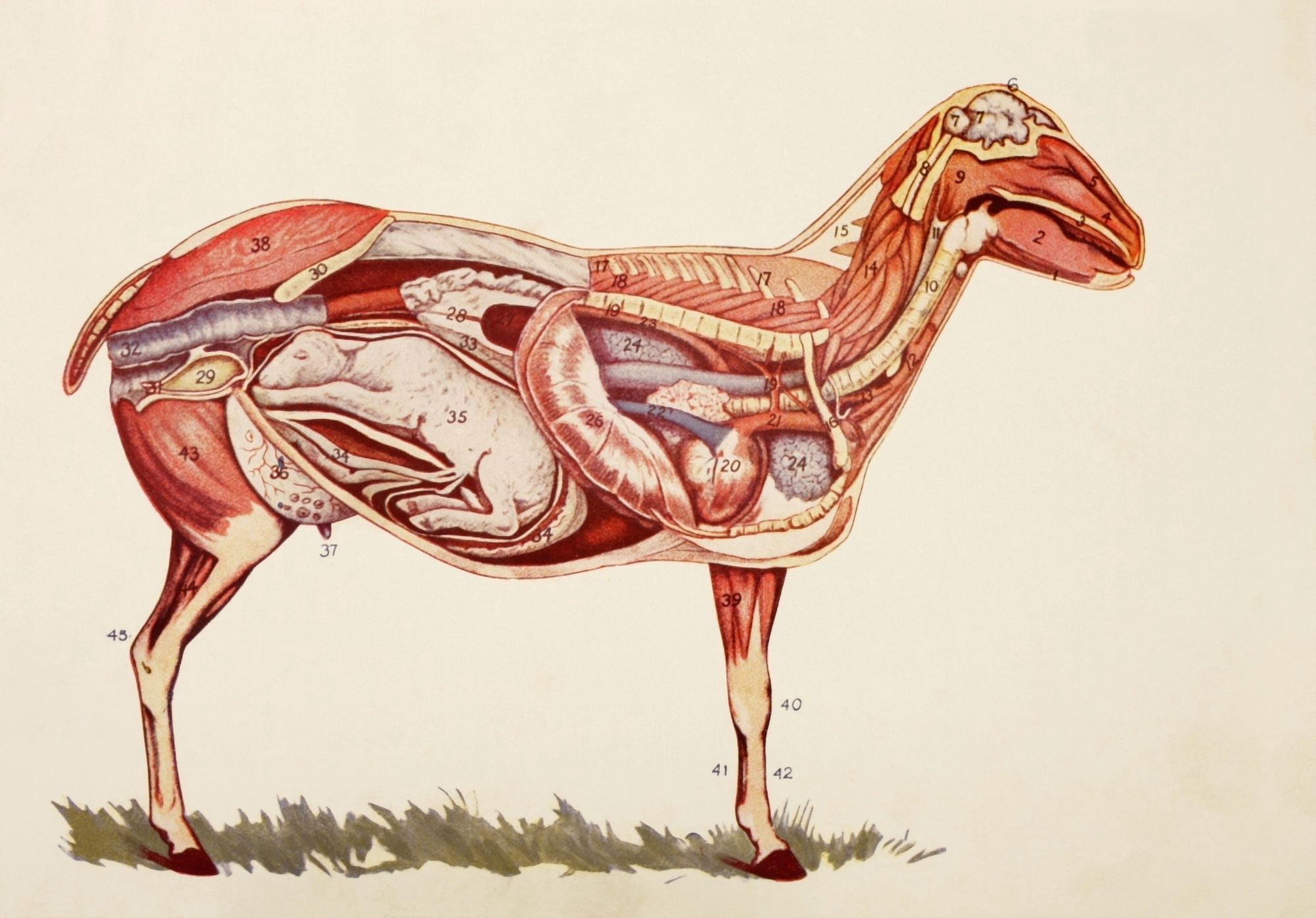 Internal Organs Of A Sheep (Ewe) From Virtues Household Physician Published London 1924 Canvas Art - Ken Welsh Design Pics (17 x 12)