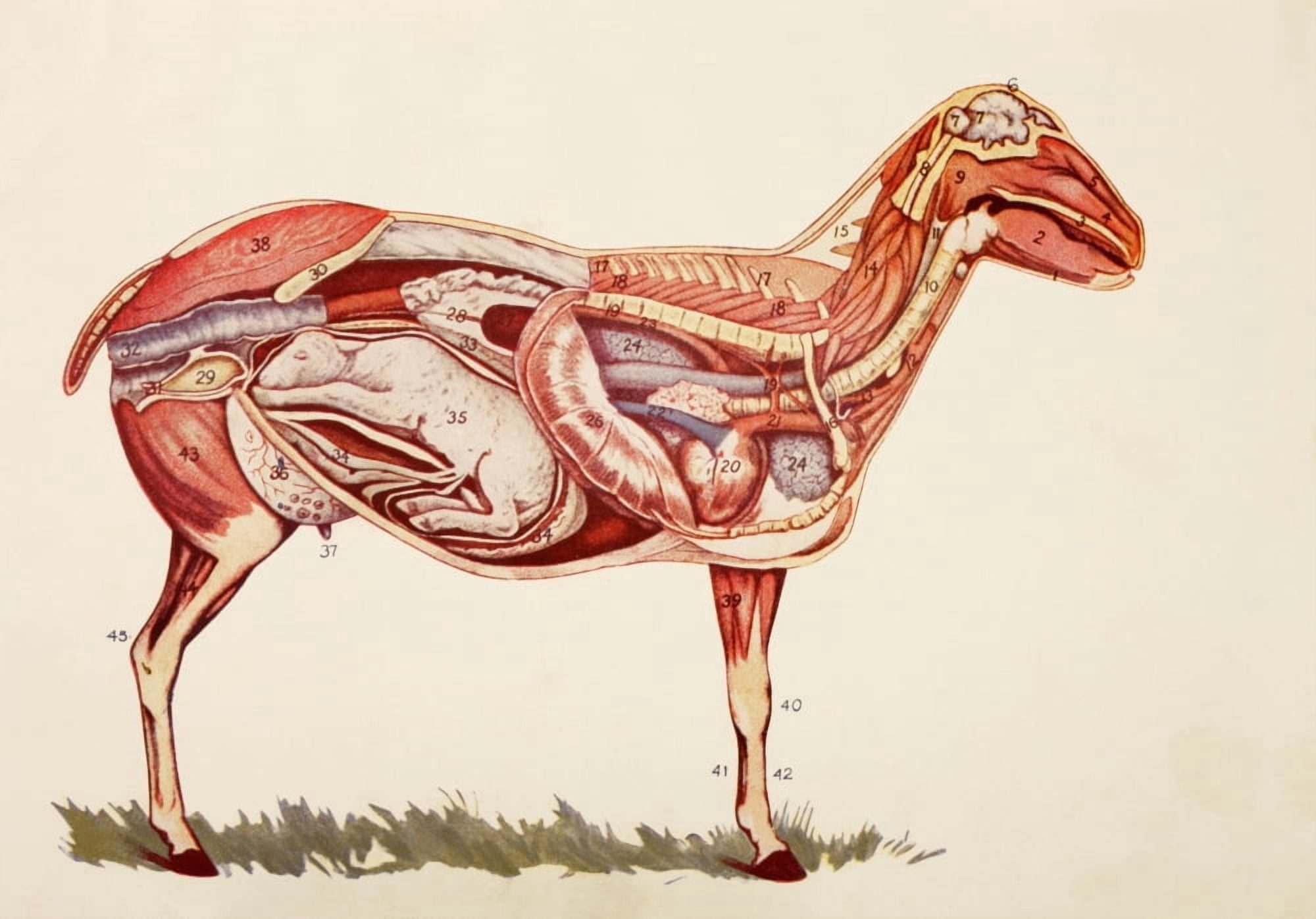 Internal Organs Of A Sheep (Ewe) From Virtues Household Physician Published London 1924 Canvas Art - Ken Welsh Design Pics (34 x 24)