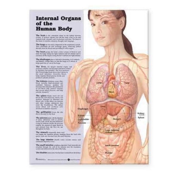 Internal Organs Of The Human Body