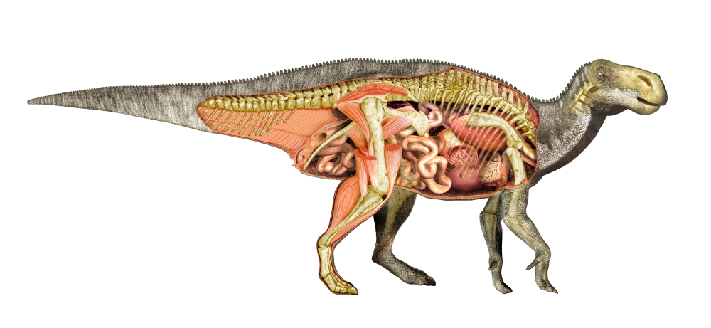 Internal anatomy of an Iguanodon dinosaur Canvas Art - Leonello CalvettiStocktrek Images (42 x 20)