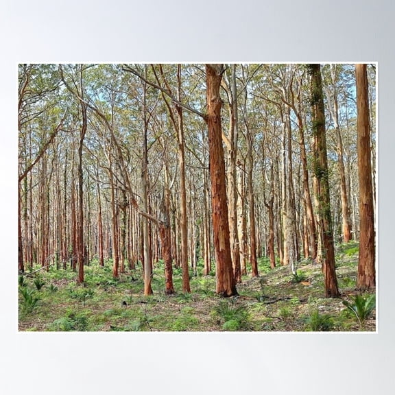 Into The Woods Poster Wall Art, Modern Wall Decor, 8x12 UNFRAMED