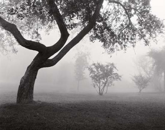 Into the Mist Canvas Art - Monte Nagler (22 x 28)